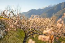 Springtime in the Venosta Valley