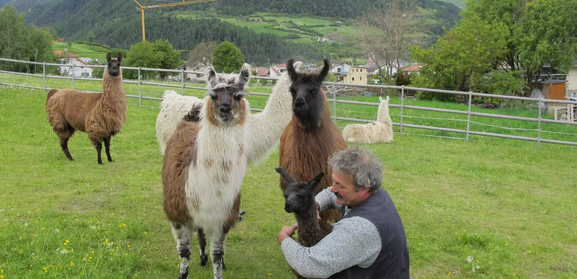 Lamas mögen Gräser, krautige Pflanzen und Blätter…