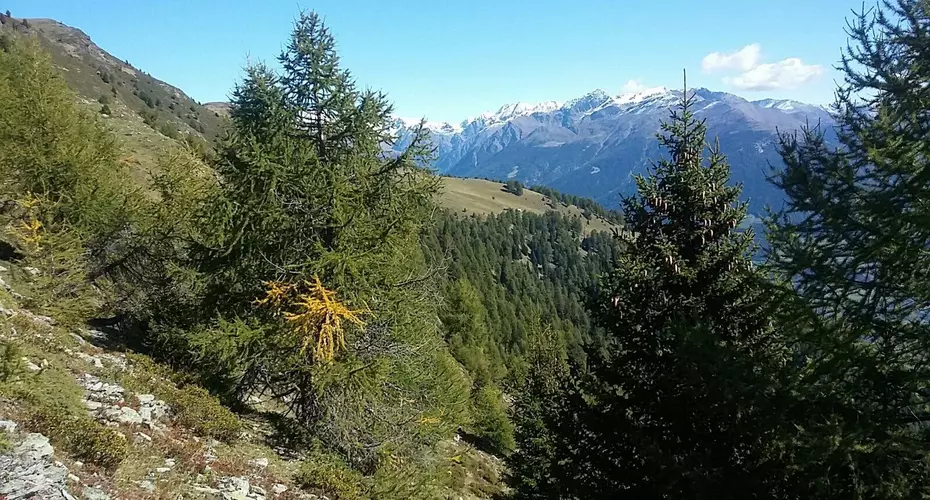 Bergsommer