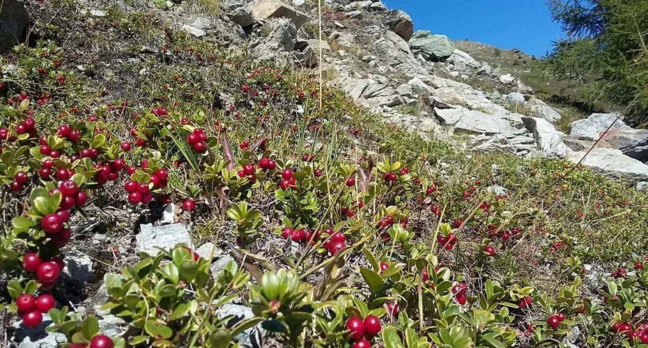 Beeren